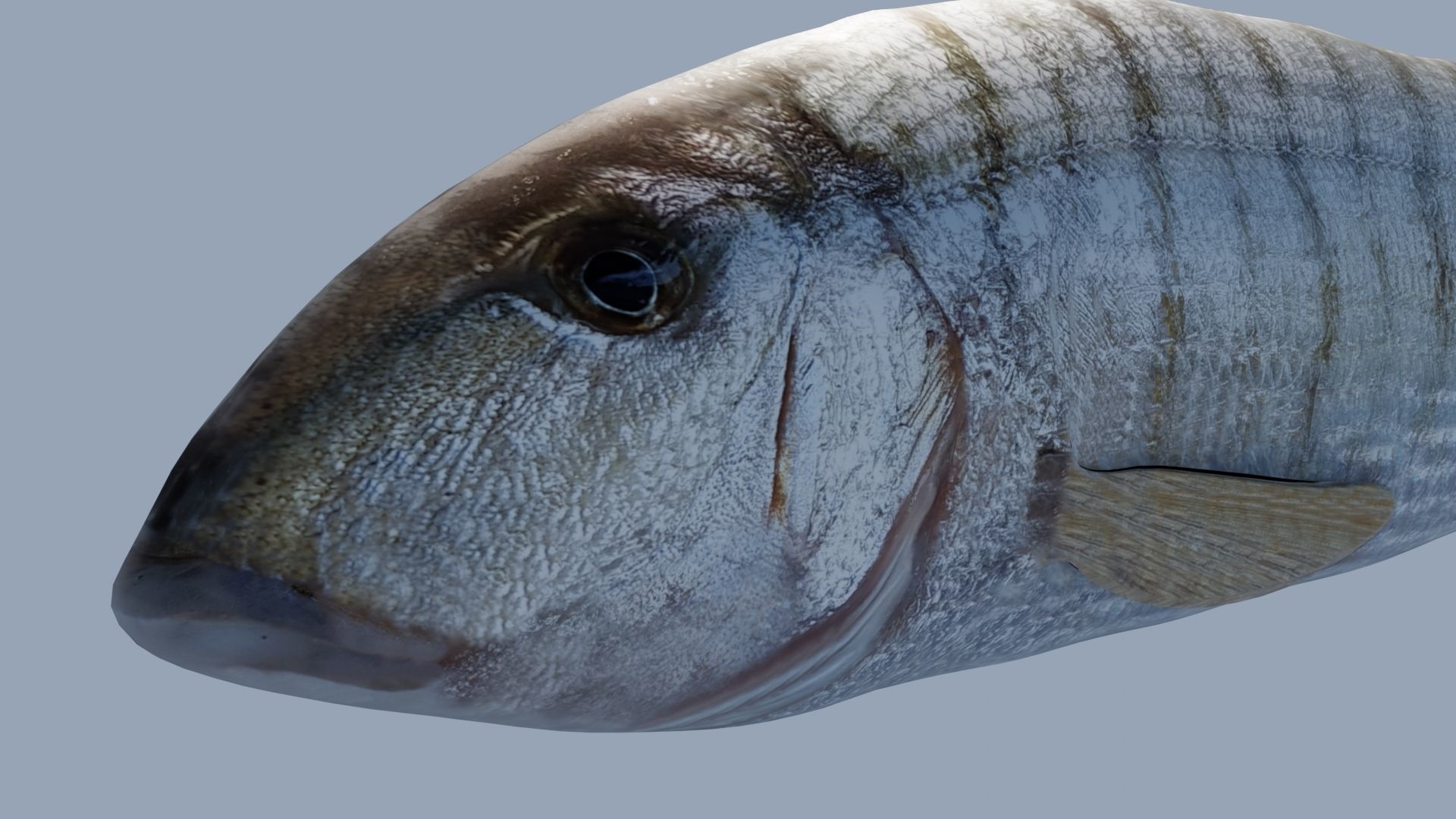 Collection of 7 photorealistic fishes animated Low-poly 3D model_24