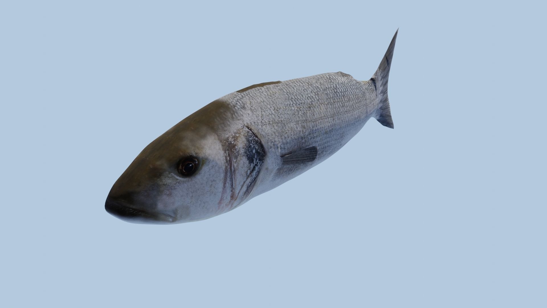 Collection of 7 photorealistic fishes animated Low-poly 3D model_41