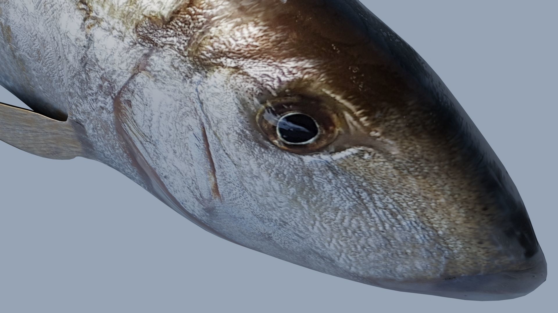 Collection of 7 photorealistic fishes animated Low-poly 3D model_16