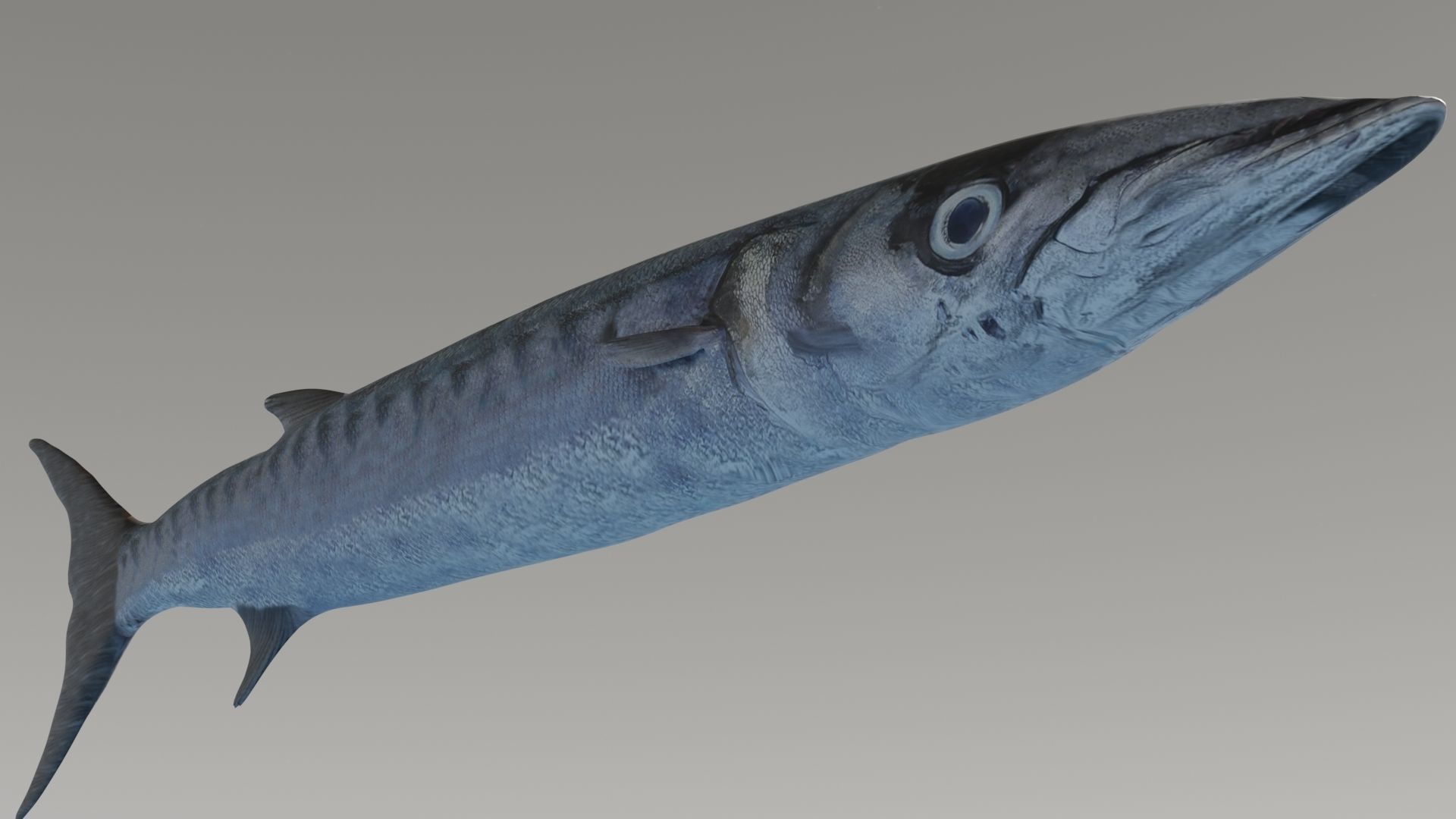 Collection of 7 photorealistic fishes animated Low-poly 3D model_51