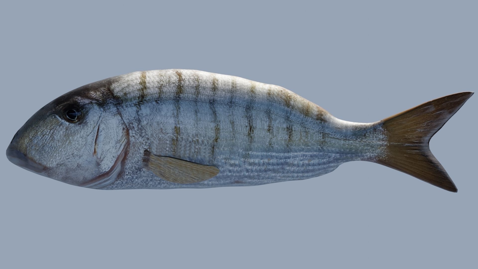 Collection of 7 photorealistic fishes animated Low-poly 3D model_11