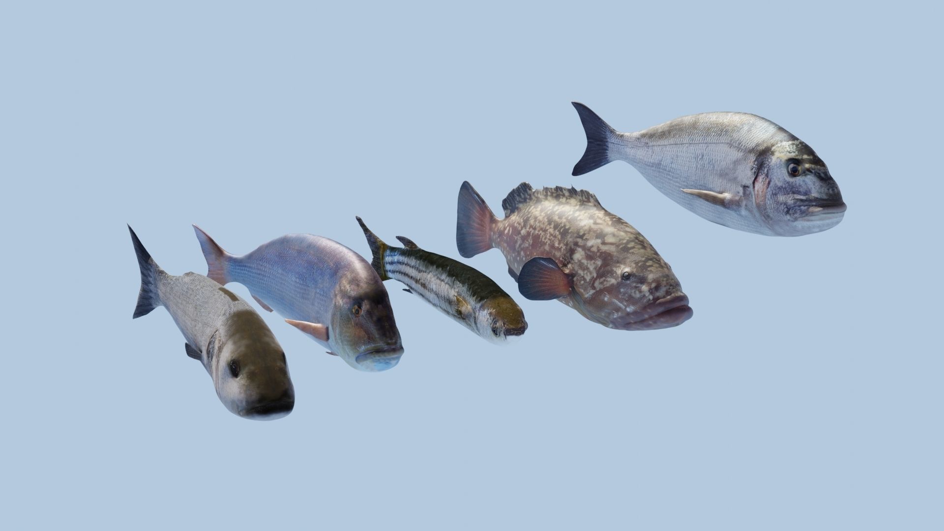 Collection of 7 photorealistic fishes animated Low-poly 3D model_66
