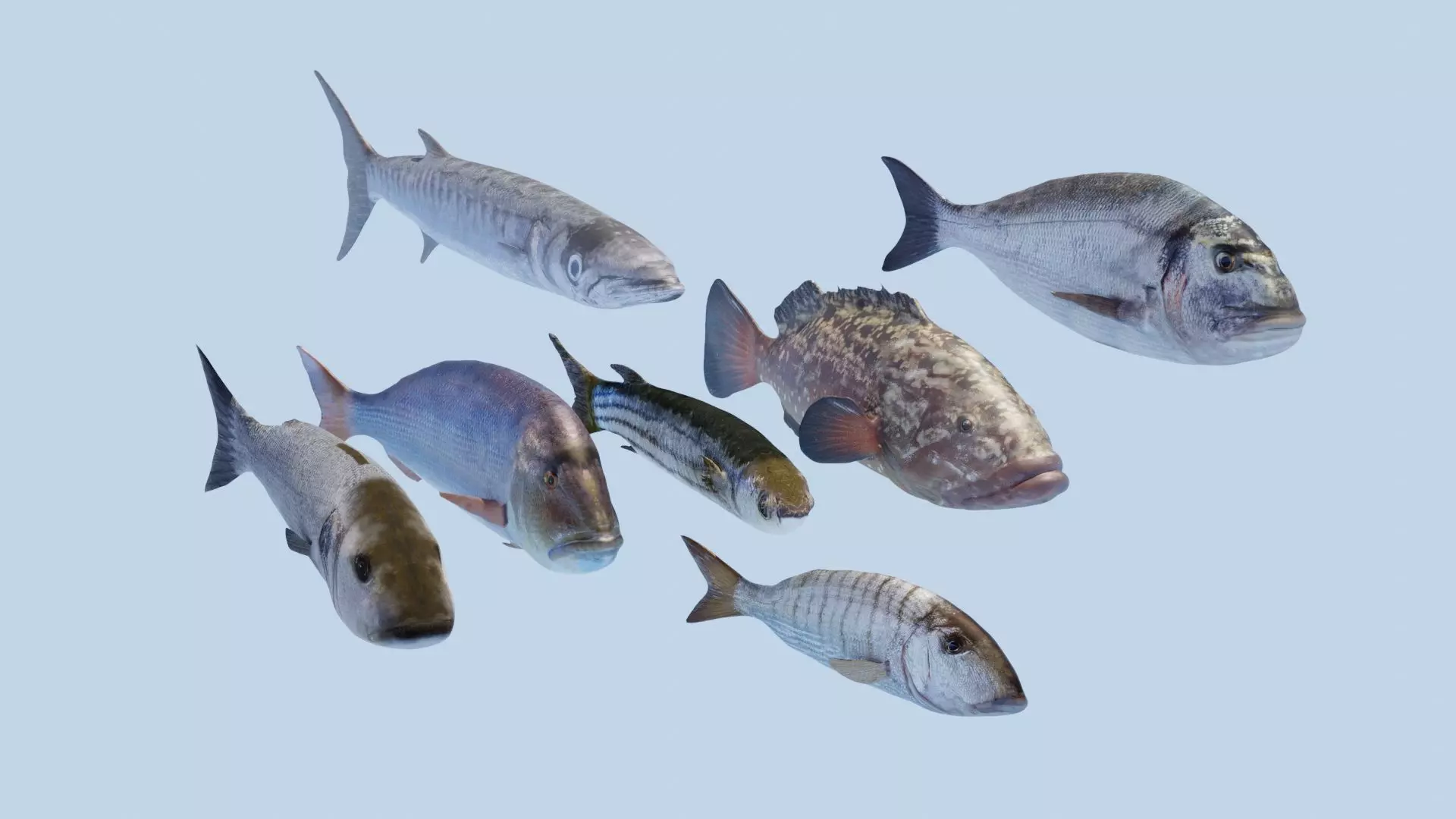 Collection of 7 photorealistic fishes animated Low-poly 3D model_0
