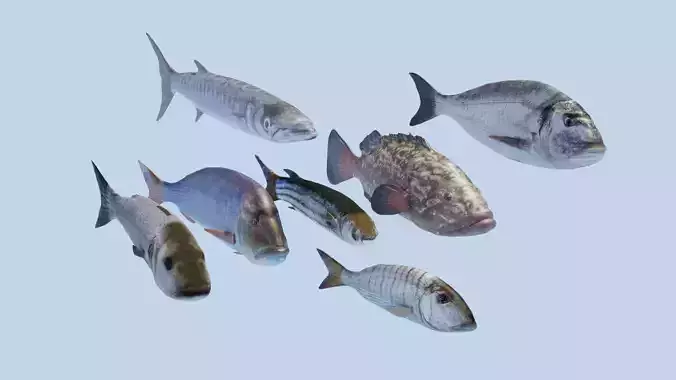  Collection of 7 photorealistic fishes animated Low-poly 3D model