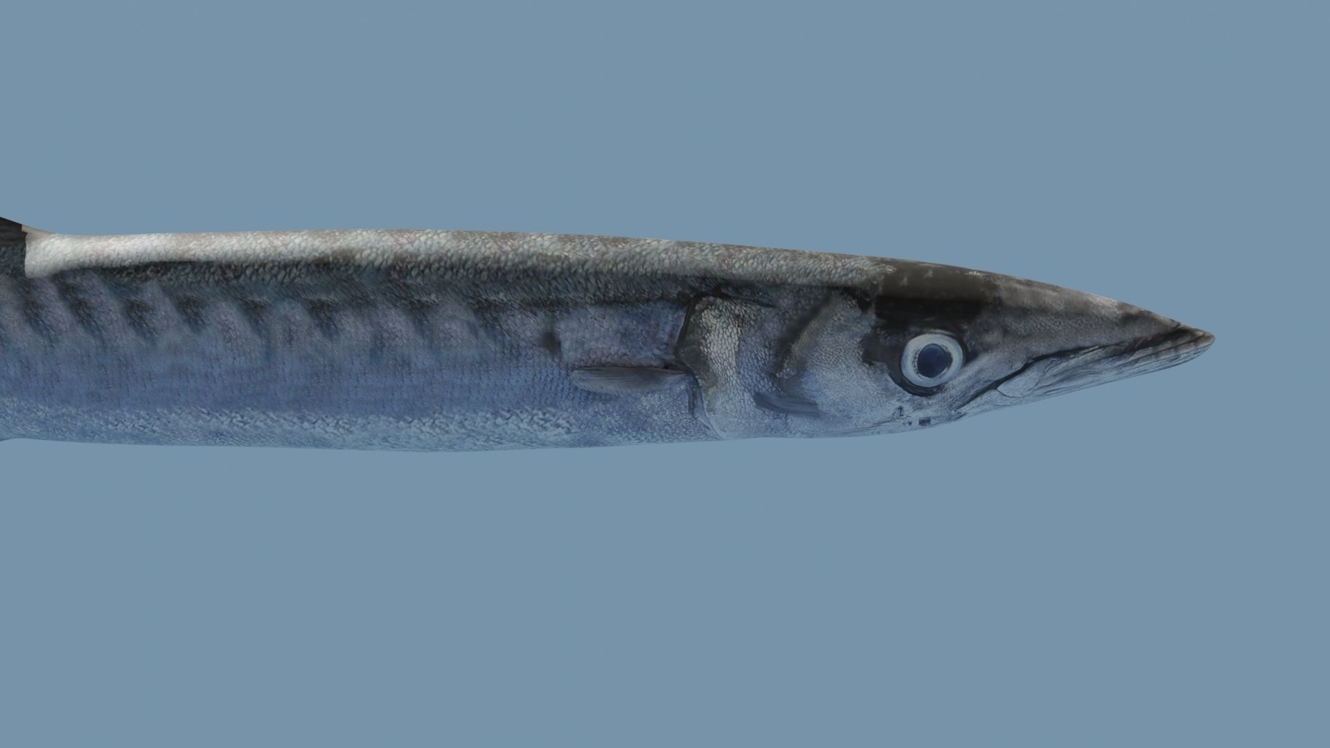 Collection of 7 photorealistic fishes animated Low-poly 3D model_58