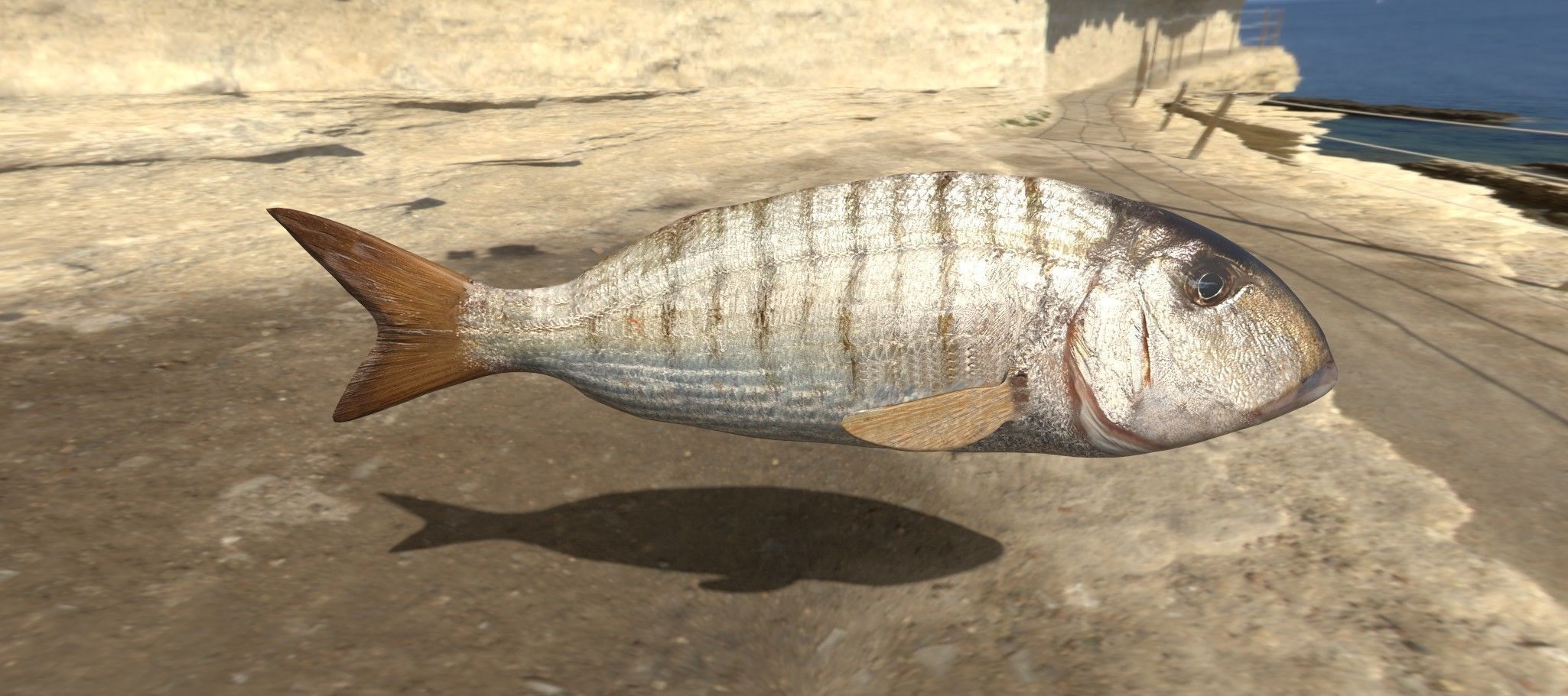 Collection of 7 photorealistic fishes animated Low-poly 3D model_17