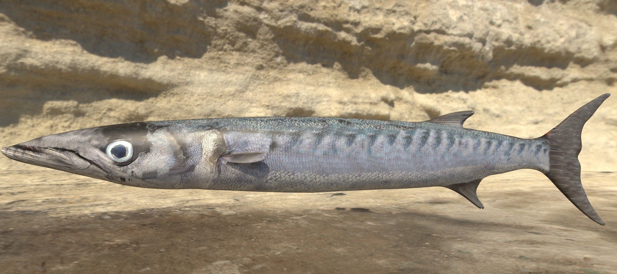 Collection of 7 photorealistic fishes animated Low-poly 3D model_8