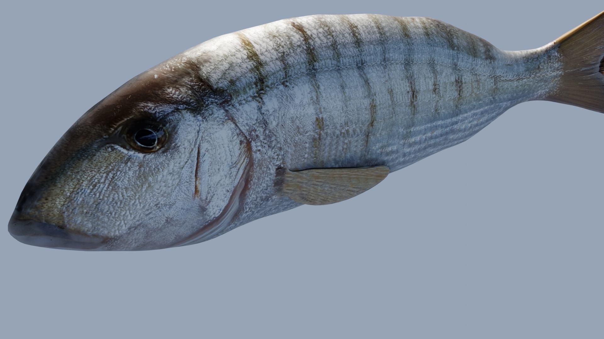 Collection of 7 photorealistic fishes animated Low-poly 3D model_14