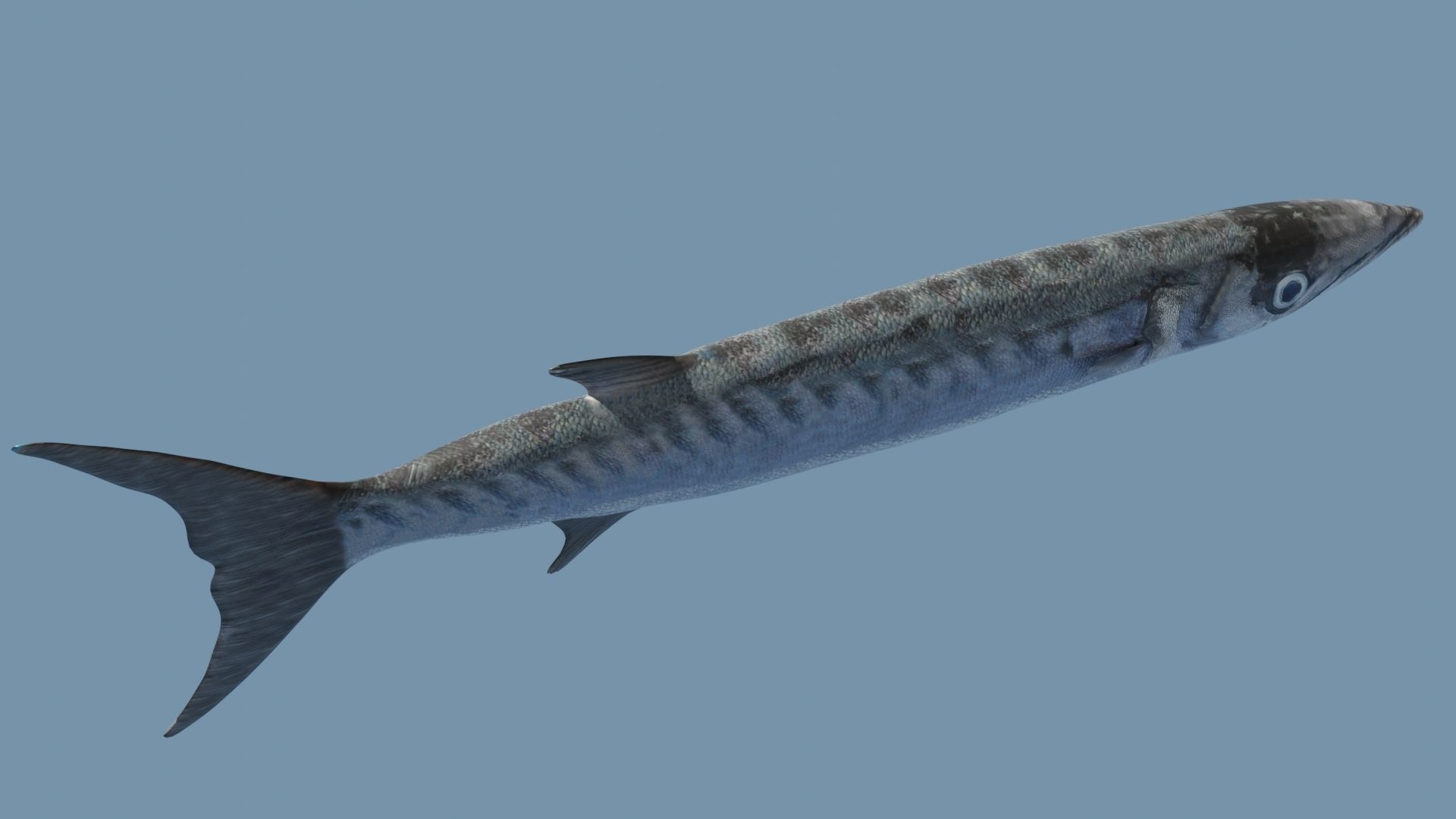 Collection of 7 photorealistic fishes animated Low-poly 3D model_60