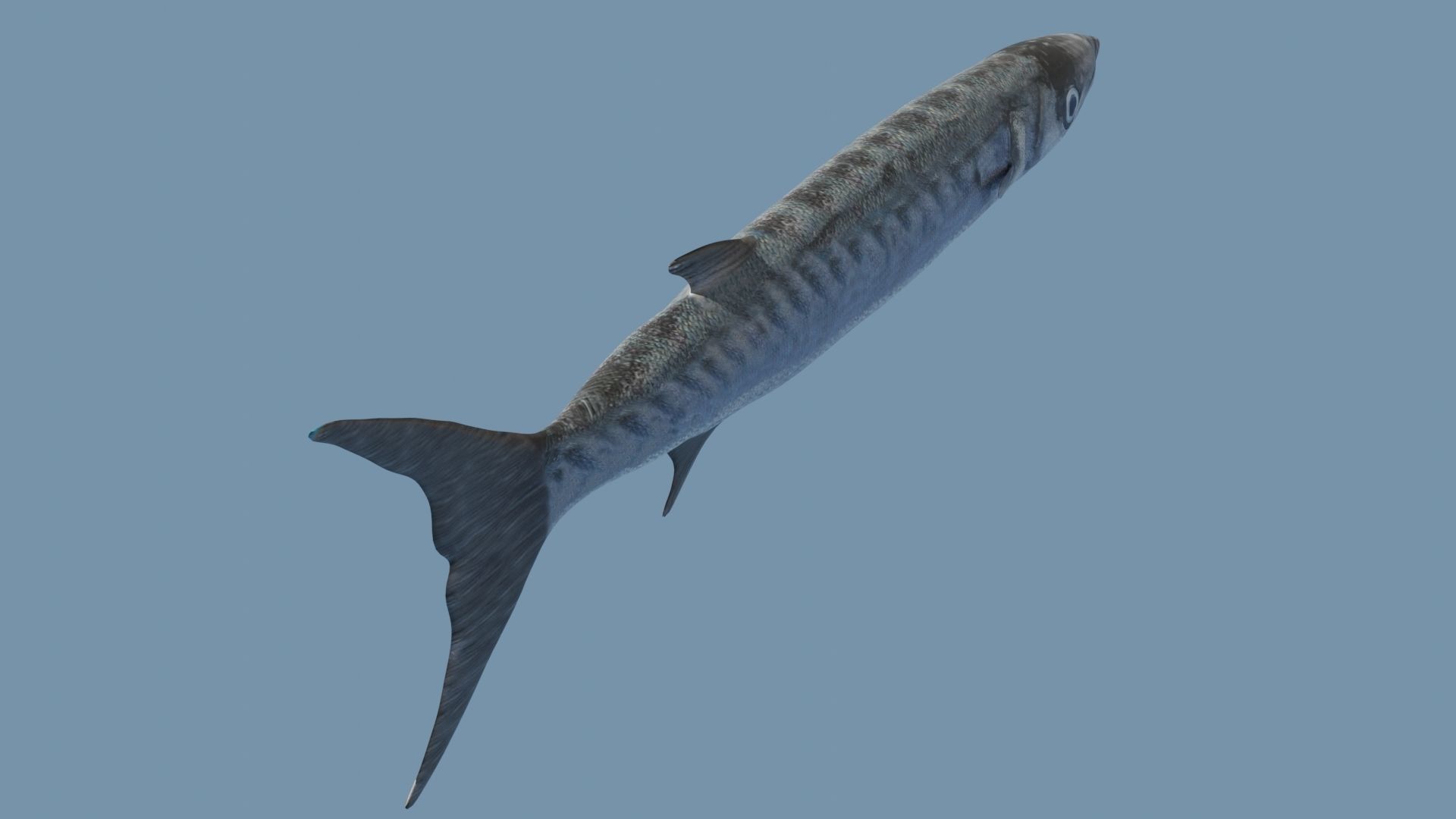 Collection of 7 photorealistic fishes animated Low-poly 3D model_61