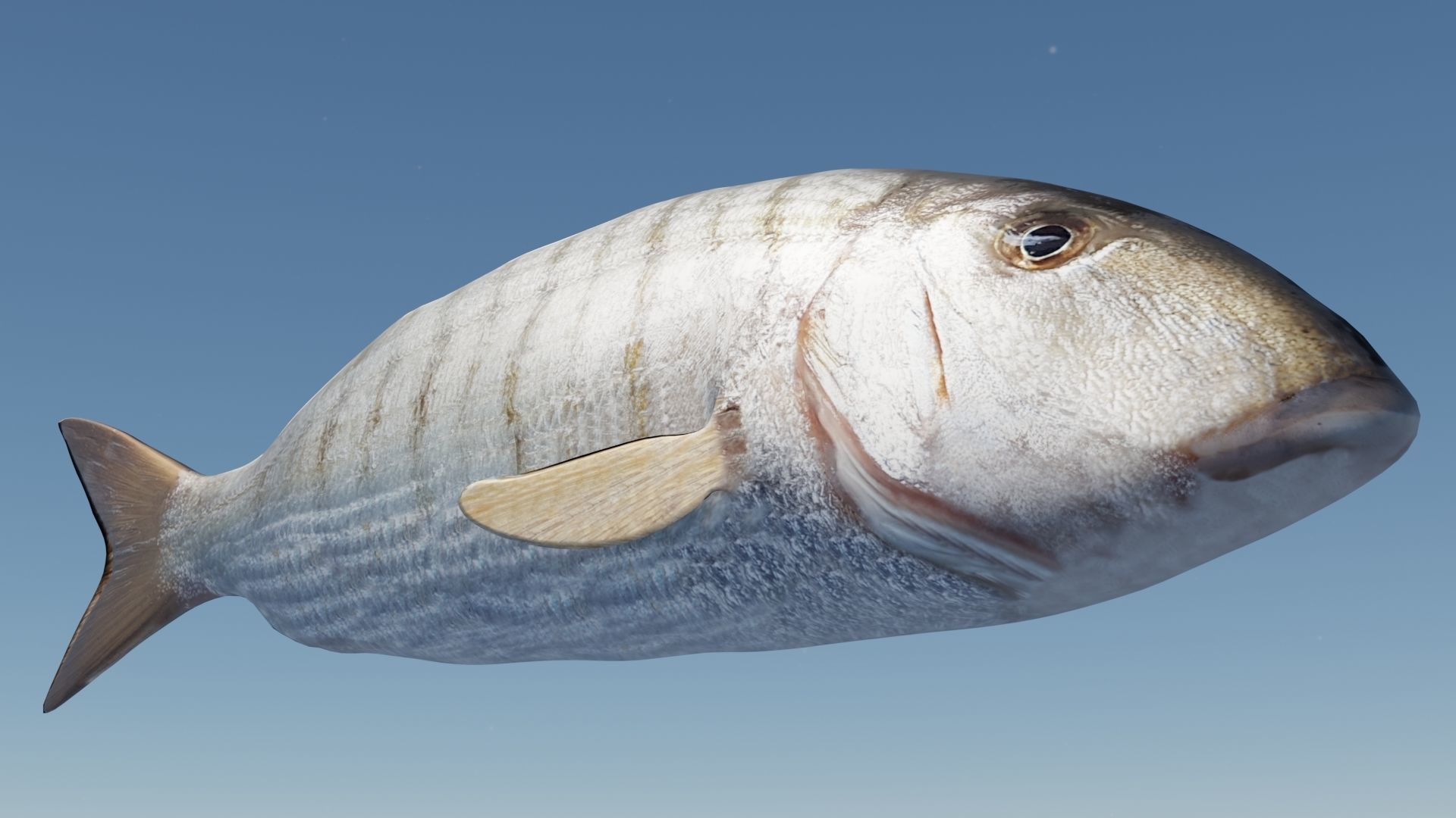 Collection of 7 photorealistic fishes animated Low-poly 3D model_15