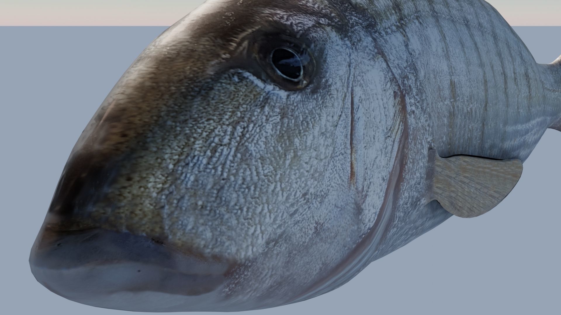 Collection of 7 photorealistic fishes animated Low-poly 3D model_13