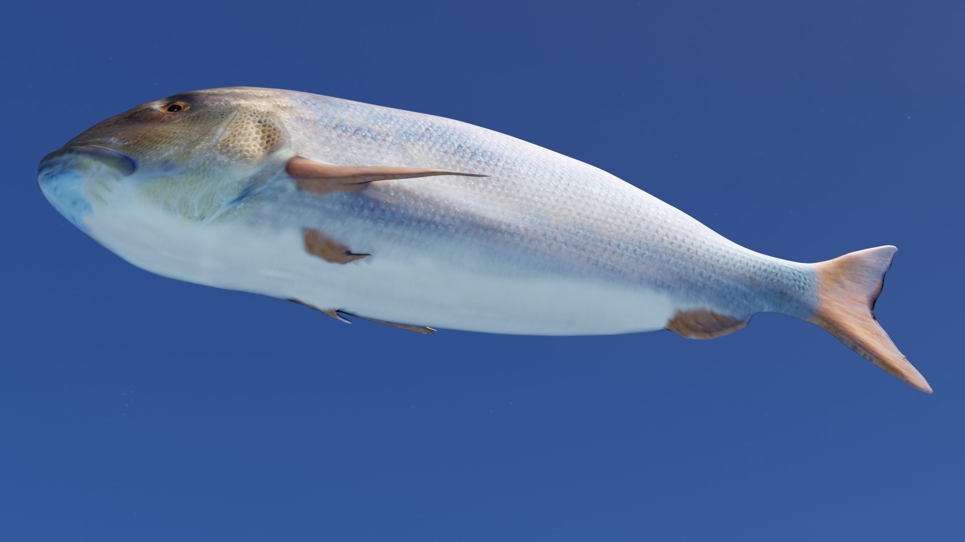 Collection of 7 photorealistic fishes animated Low-poly 3D model_45