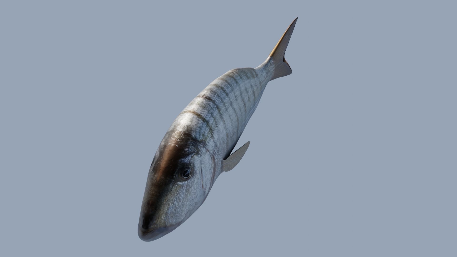 Collection of 7 photorealistic fishes animated Low-poly 3D model_22