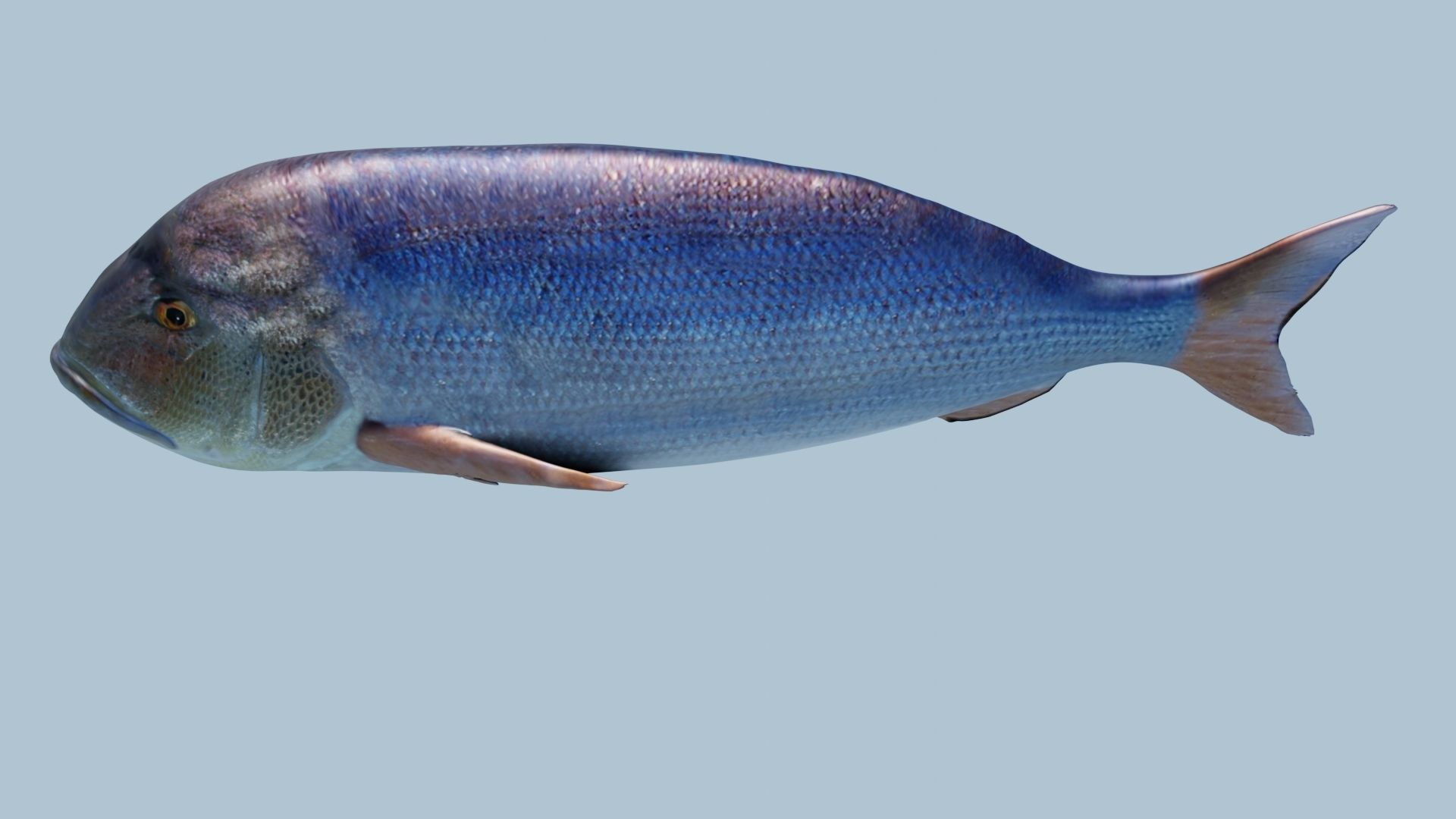 Collection of 7 photorealistic fishes animated Low-poly 3D model_43