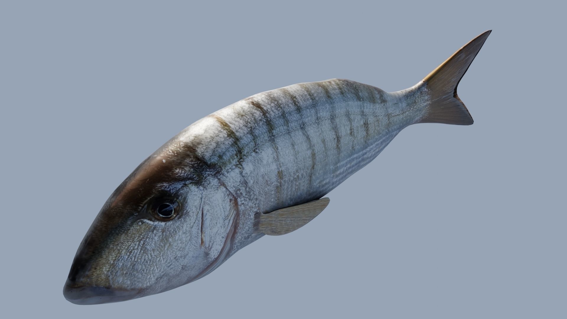 Collection of 7 photorealistic fishes animated Low-poly 3D model_21