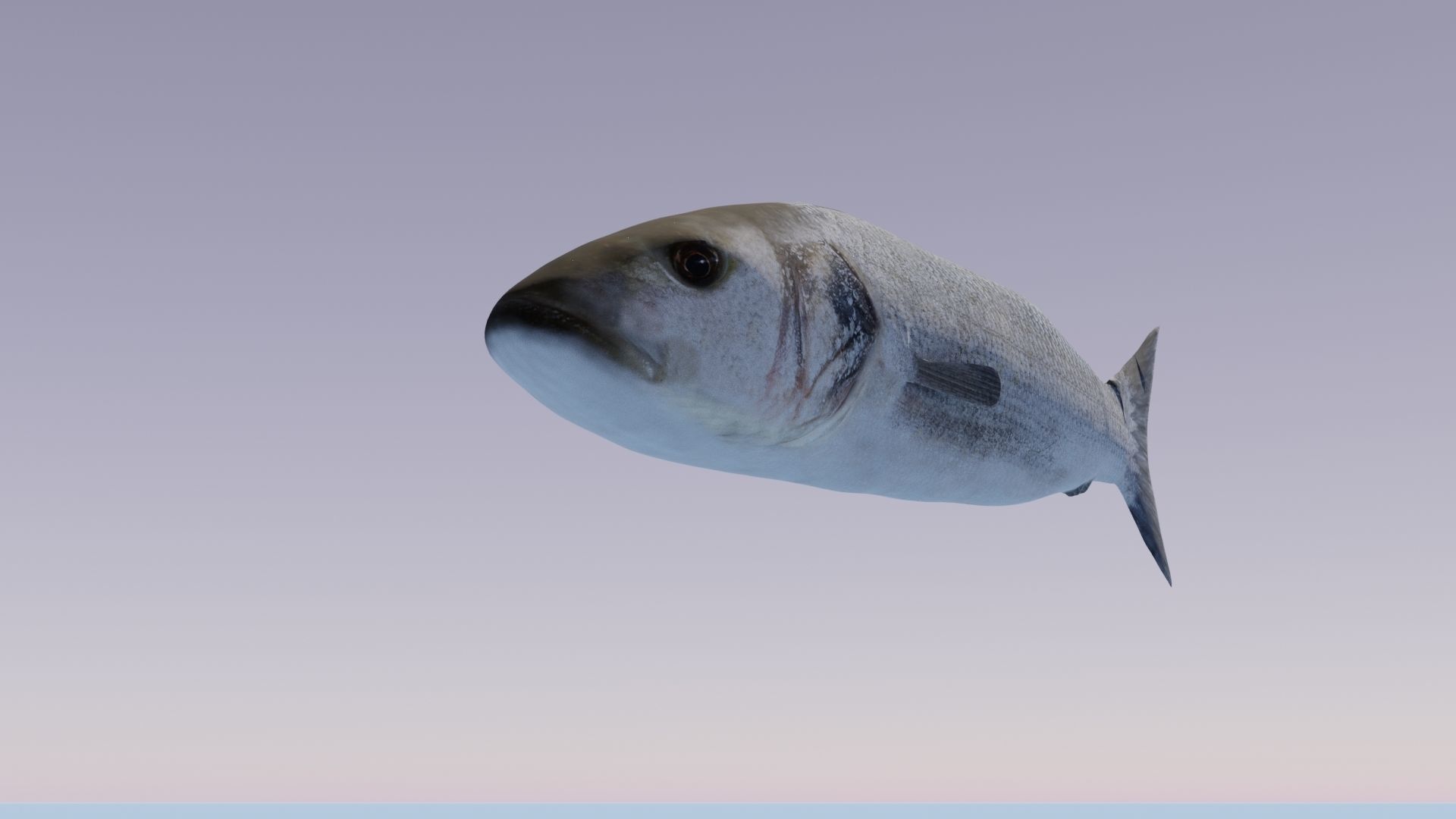 Collection of 7 photorealistic fishes animated Low-poly 3D model_33