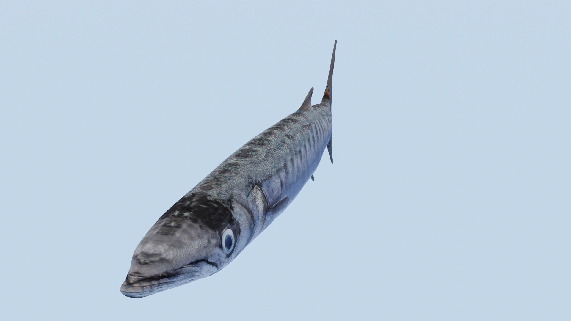 Collection of 7 photorealistic fishes animated Low-poly 3D model_52