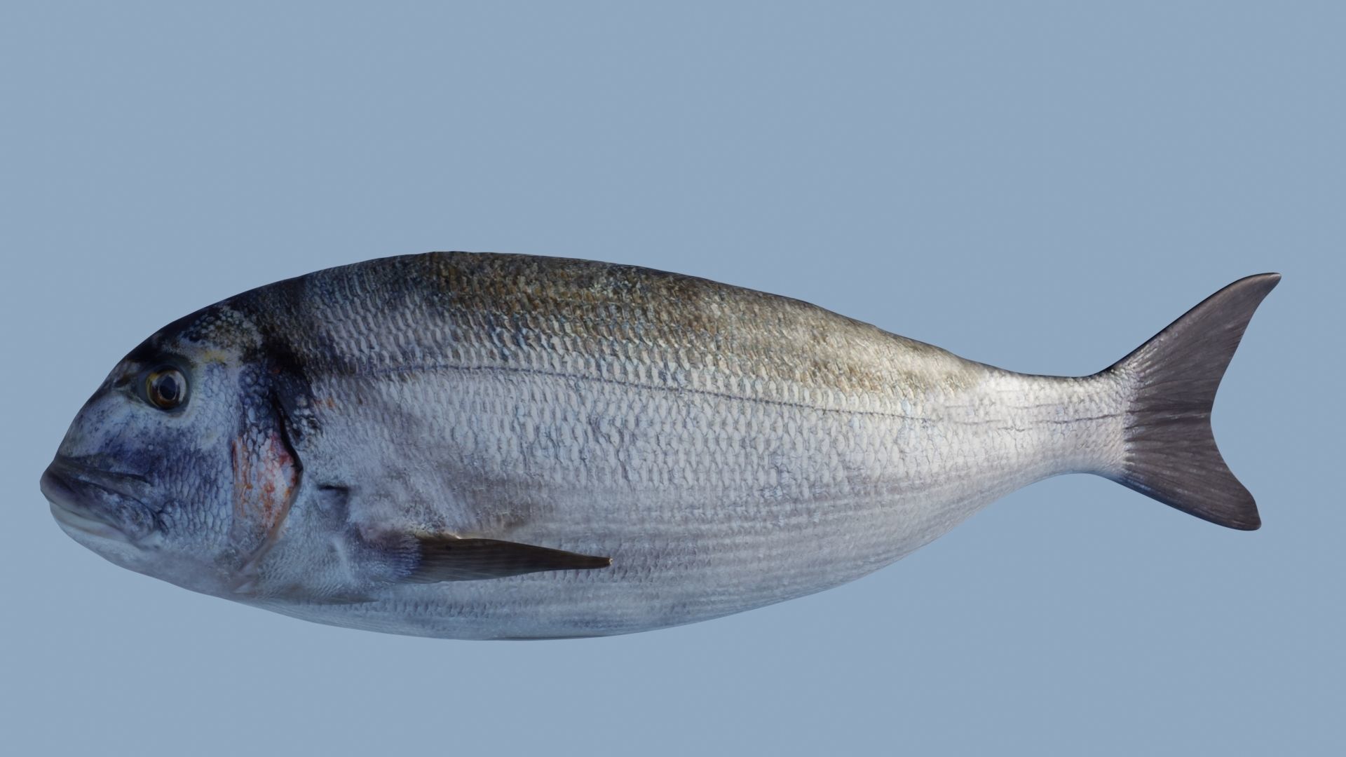 Collection of 7 photorealistic fishes animated Low-poly 3D model_73