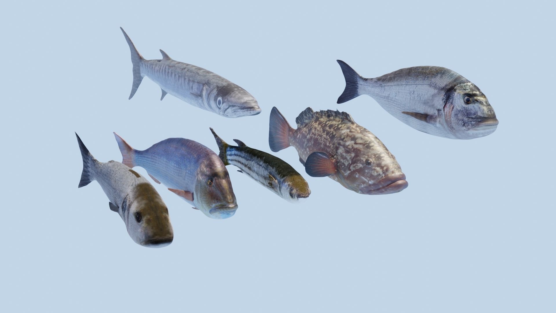 Collection of 7 photorealistic fishes animated Low-poly 3D model_67
