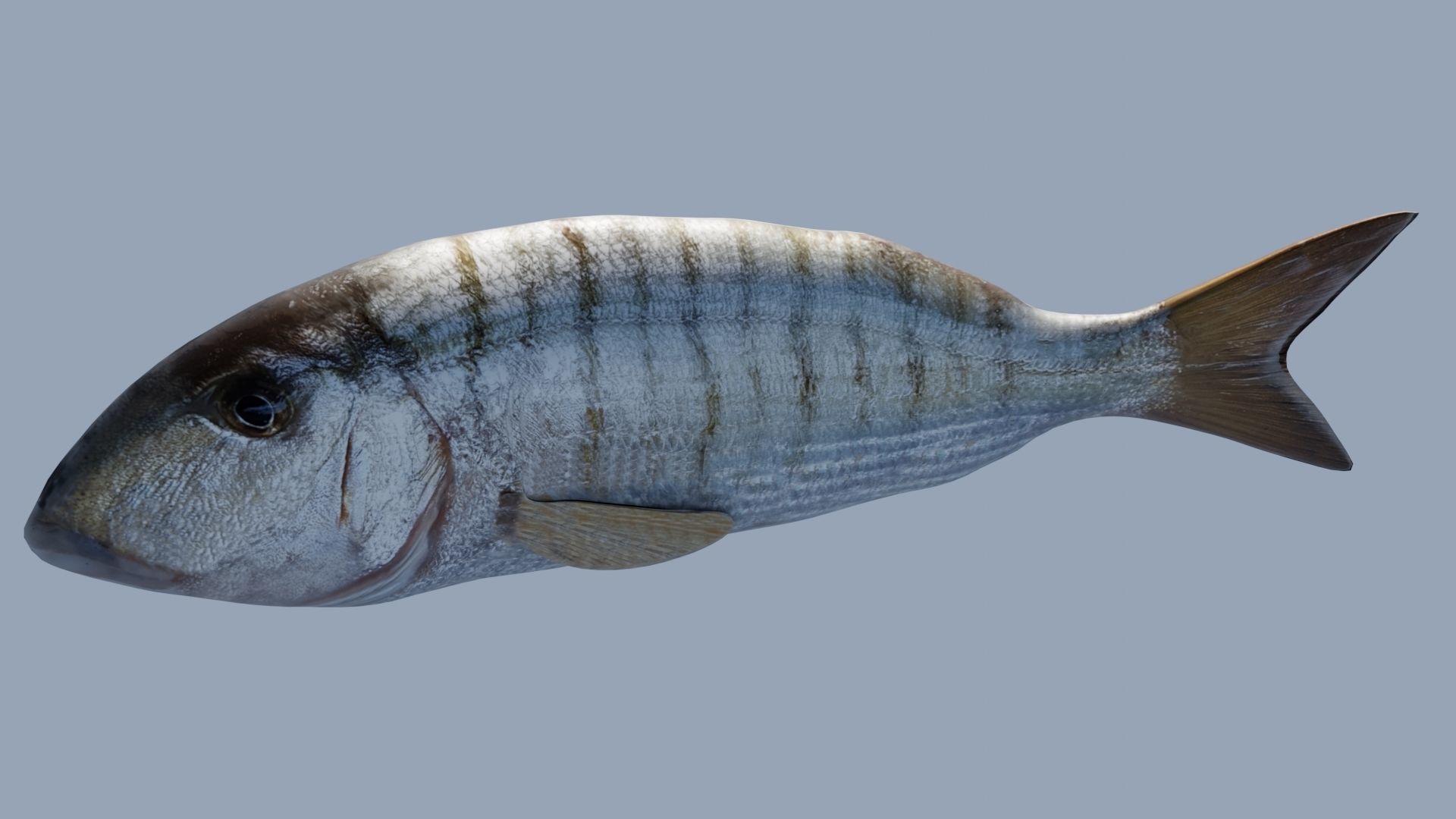 Collection of 7 photorealistic fishes animated Low-poly 3D model_20