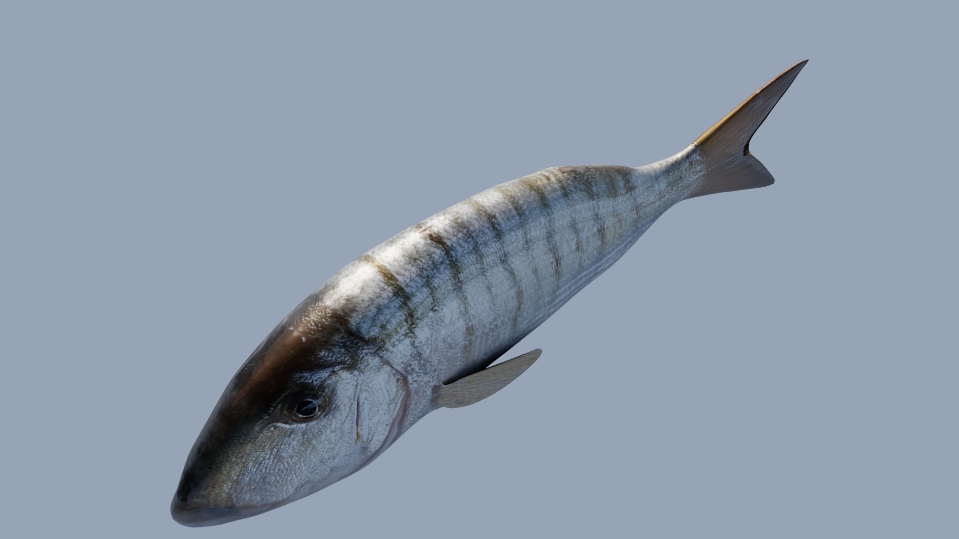 Collection of 7 photorealistic fishes animated Low-poly 3D model_19