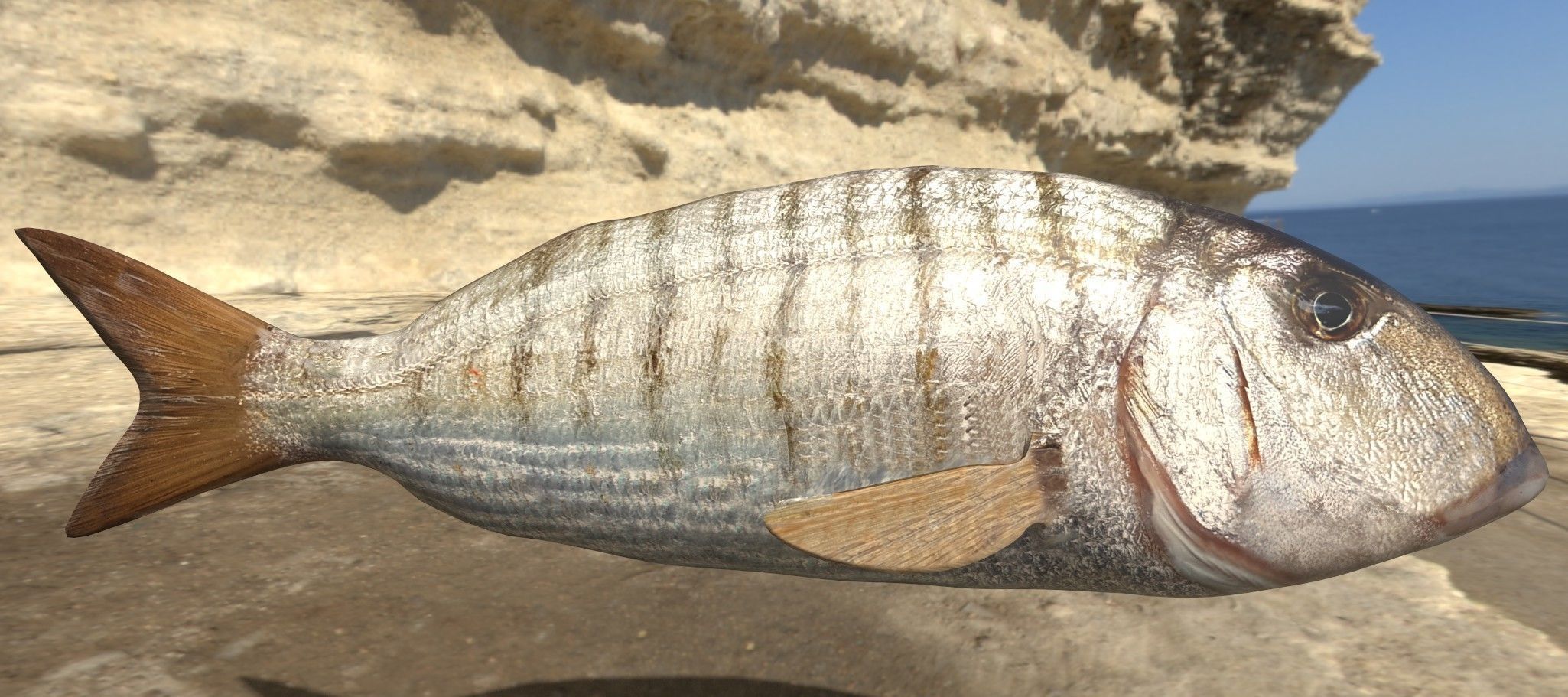 Collection of 7 photorealistic fishes animated Low-poly 3D model_10