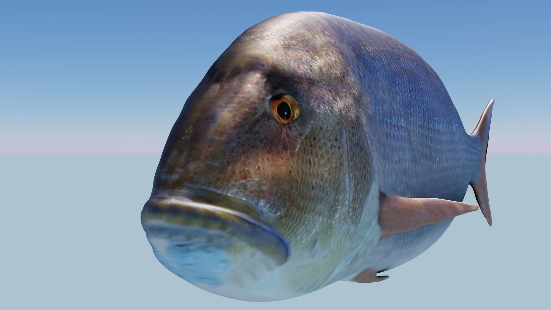 Collection of 7 photorealistic fishes animated Low-poly 3D model_48