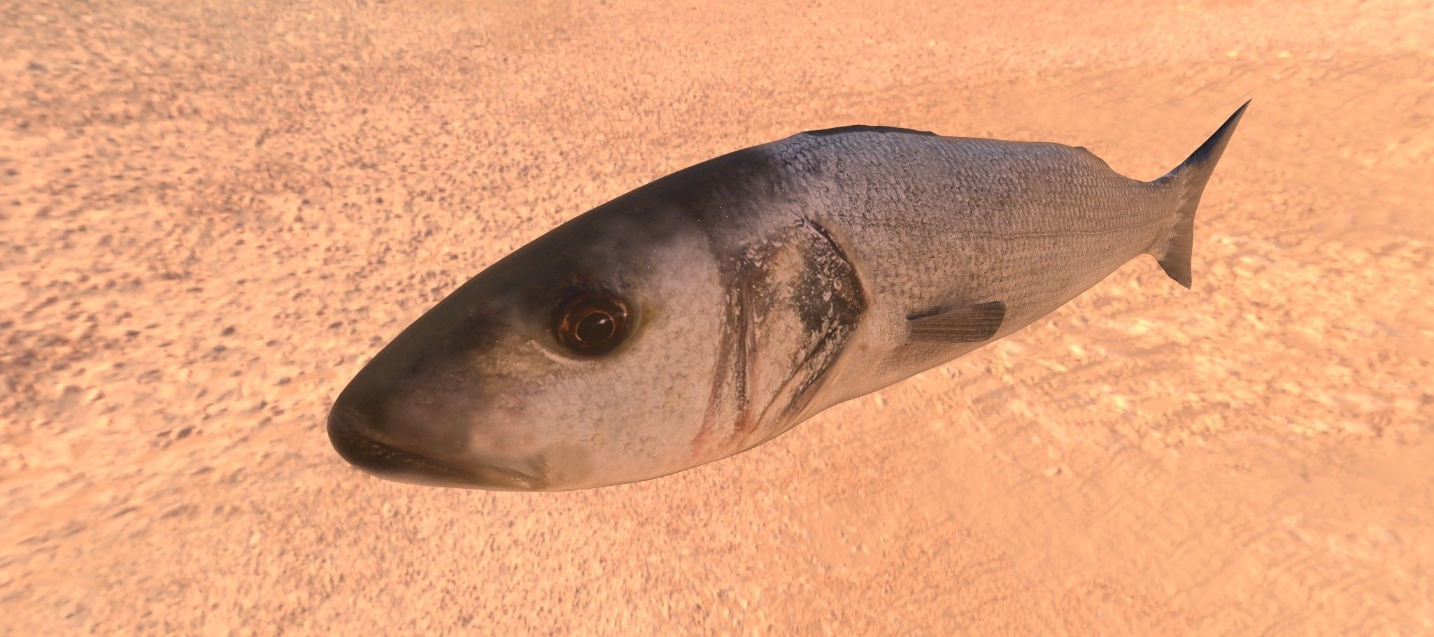 Collection of 7 photorealistic fishes animated Low-poly 3D model_34