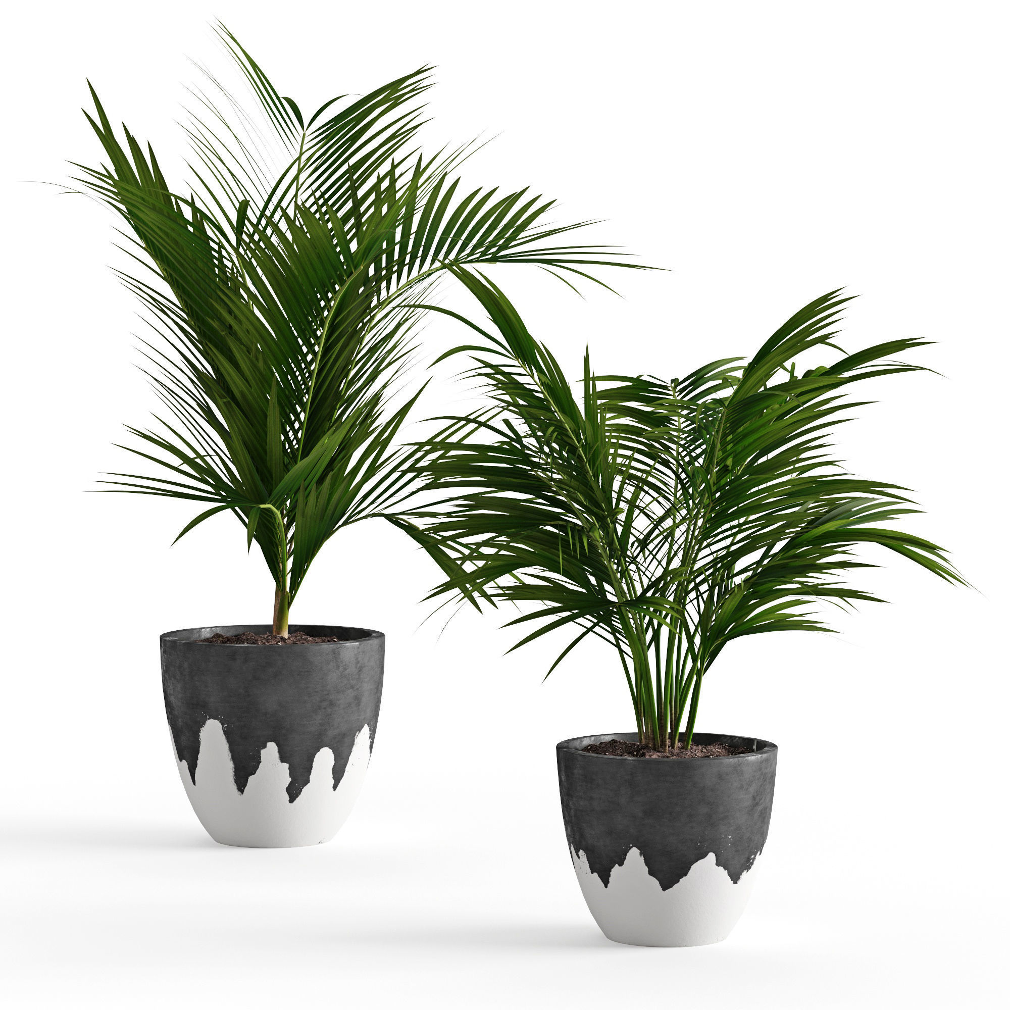 Houseplant 47 3D model_3