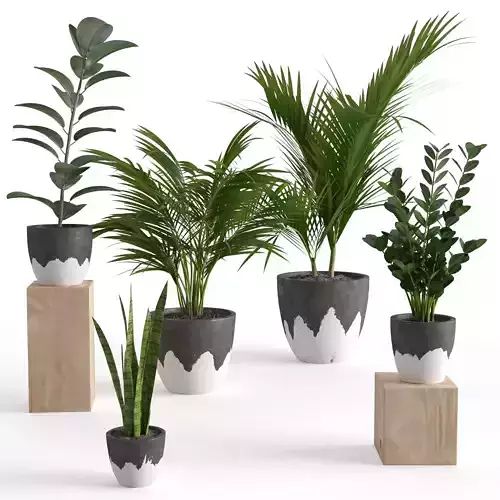 Houseplant 47 3D model
