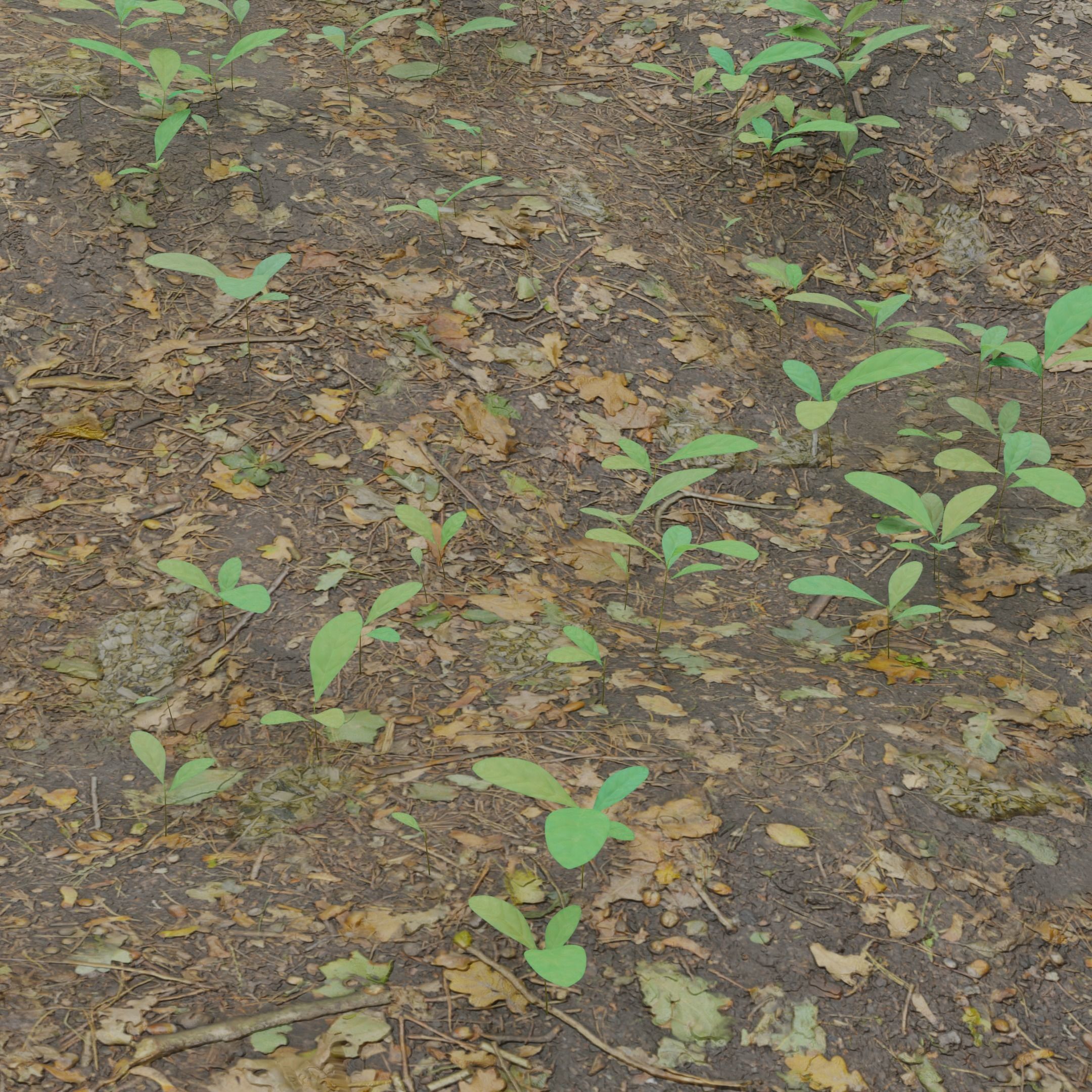 Four Small Wild Plants Low-poly 3D model_2