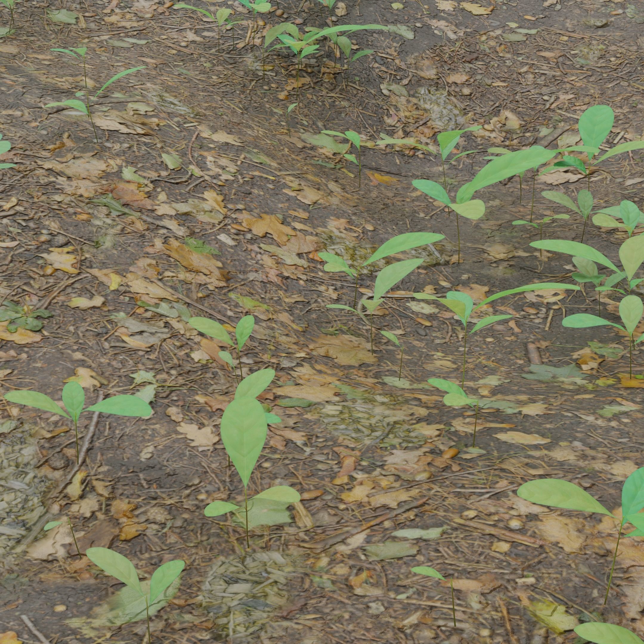 Four Small Wild Plants Low-poly 3D model_3