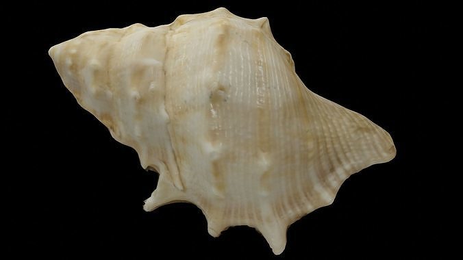 Seashell photoscanned model Free low-poly 3D model