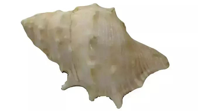 Seashell photoscanned model Free low-poly 3D model