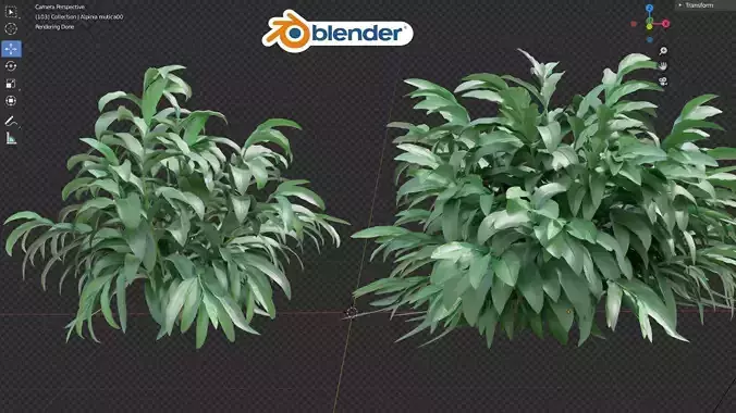 Alpinia mutica animation