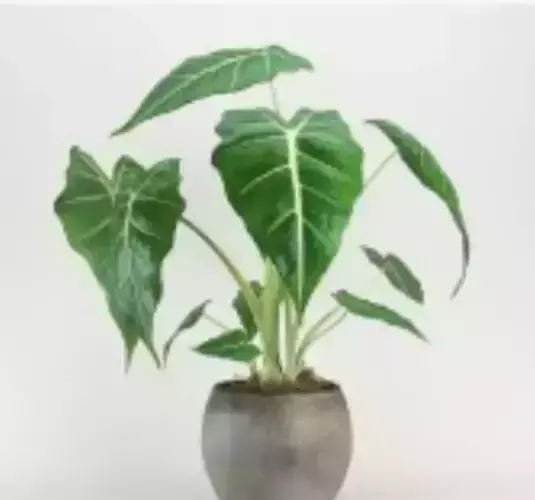 Natural philodendron plant in pot 3D model