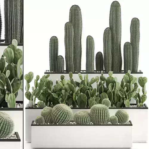 Decorative cactus in white pots for the interior 578