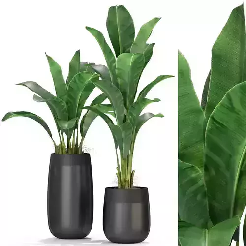 Plants collection 309