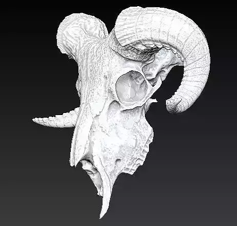 Ram skull 3D print model
