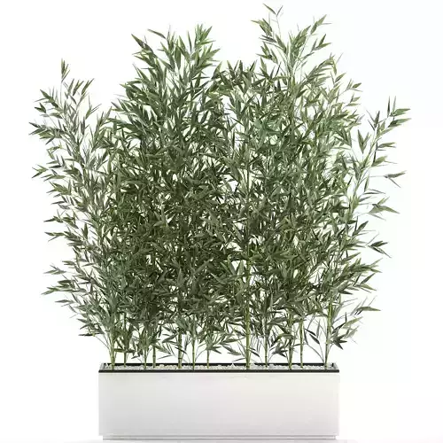 Bamboo bush for the interior in a white flowerpot 579 3D model