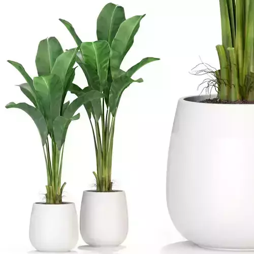 Plants collection 310