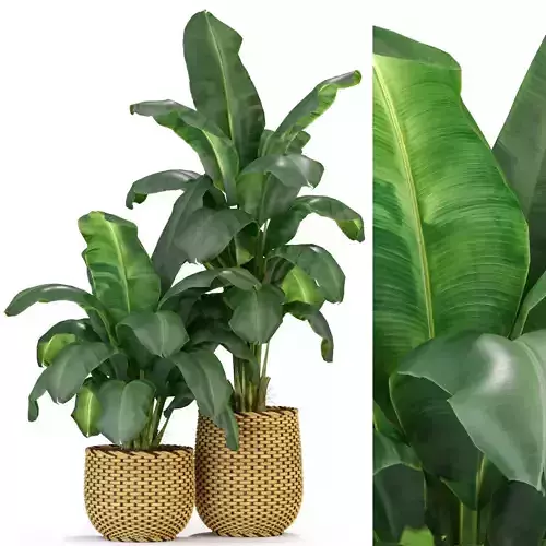 Plants collection 311 3D model
