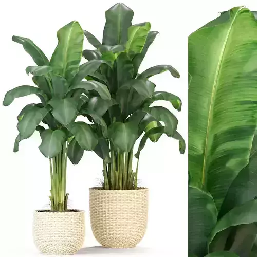 Plants collection 312