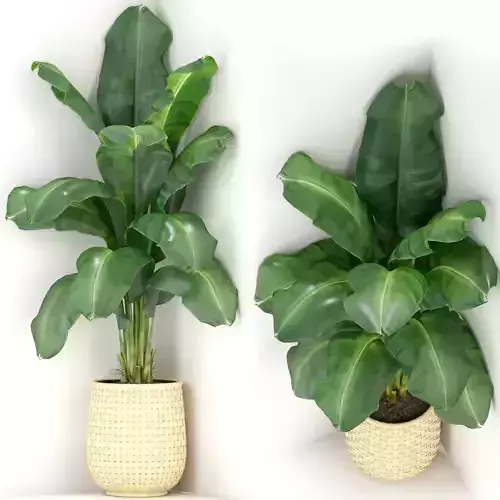 Plants collection 313