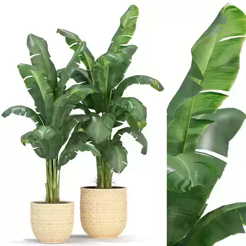 Plants collection 314