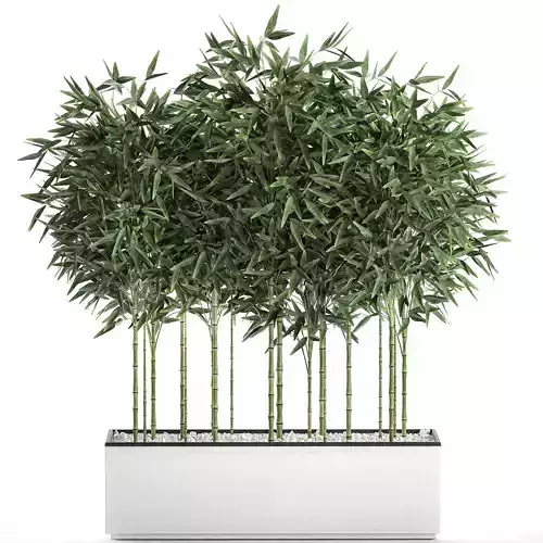 Bamboo bush for the interior in a white flowerpot 580 3D model