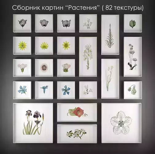 Picture Frames - Plants