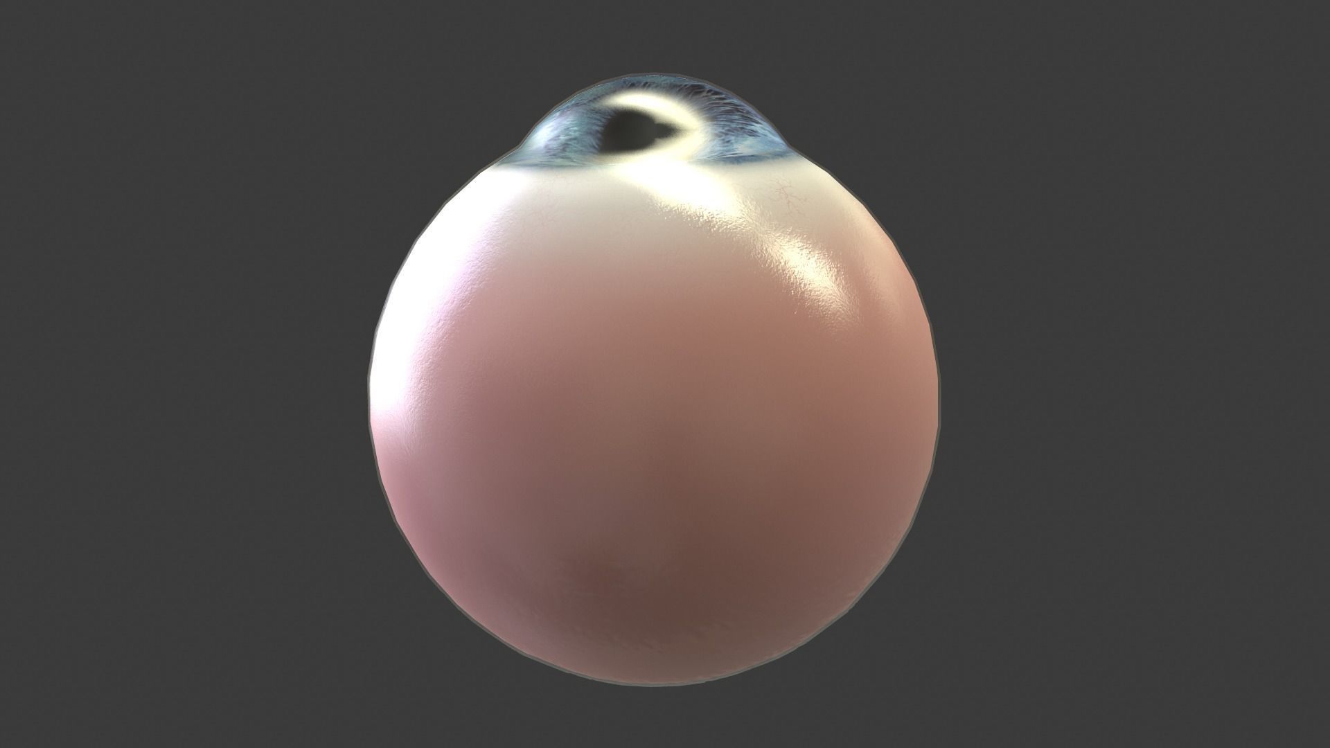 Eye Anatomy Low-poly 3D model_8