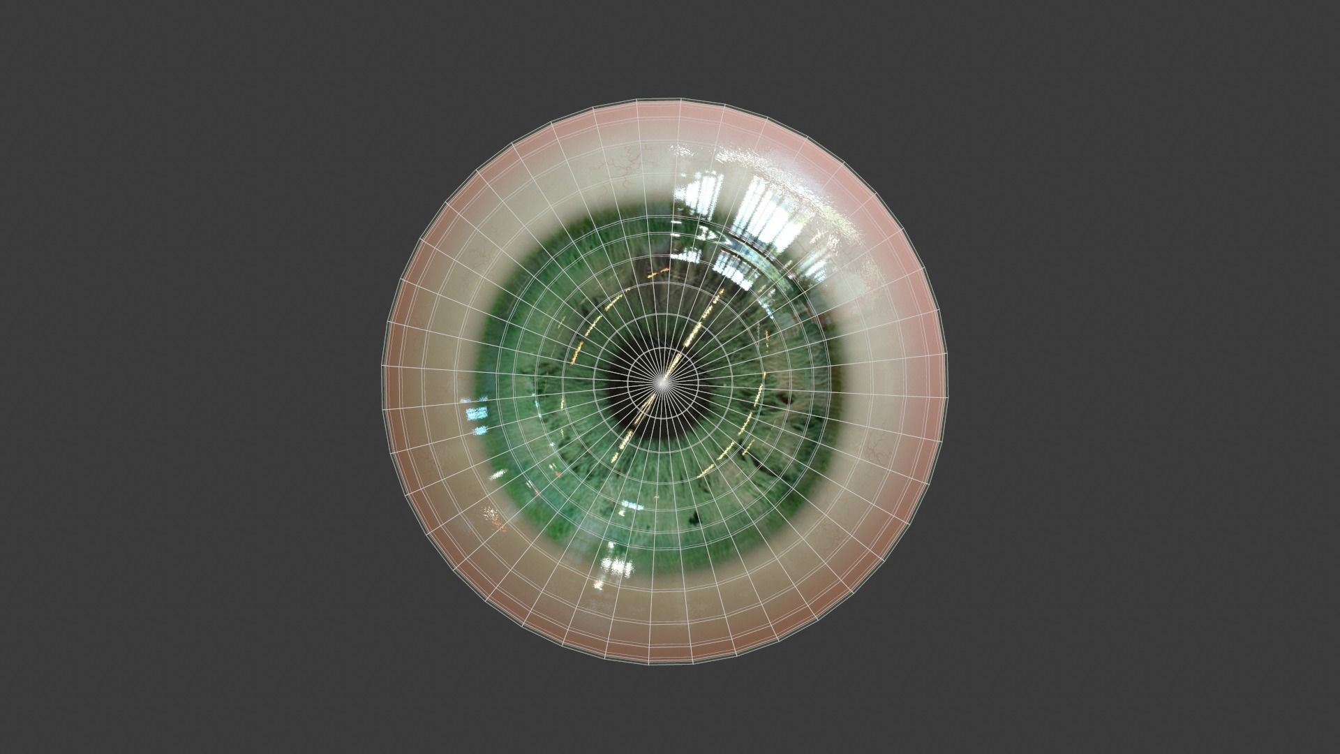 Eye Anatomy Low-poly 3D model_13